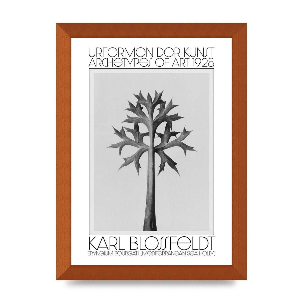 Karl Blossfeldt Urformen Der Kunst 1928 Eryngium Bourgatii Mediterranean Sea Holly Printed Poster - A4 framed