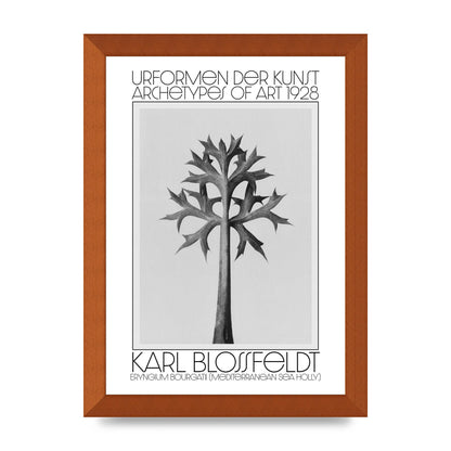 Karl Blossfeldt Urformen Der Kunst 1928 Eryngium Bourgatii Mediterranean Sea Holly Printed Poster - A4 framed