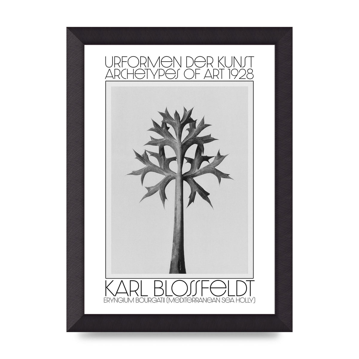 Karl Blossfeldt Urformen Der Kunst 1928 Eryngium Bourgatii Mediterranean Sea Holly Printed Poster - A4 framed