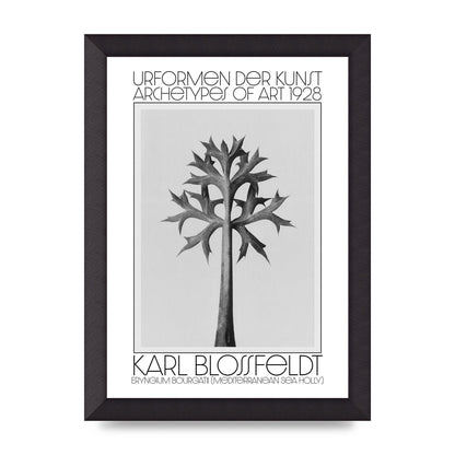 Karl Blossfeldt Urformen Der Kunst 1928 Eryngium Bourgatii Mediterranean Sea Holly Printed Poster - A4 framed