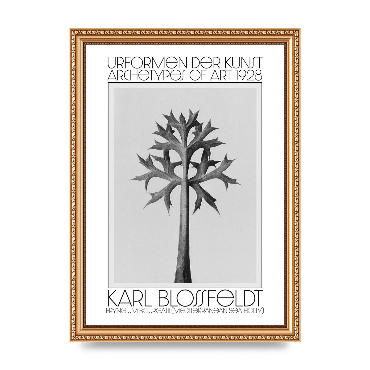 Karl Blossfeldt Urformen Der Kunst 1928 Eryngium Bourgatii Mediterranean Sea Holly Printed Poster - A4 framed