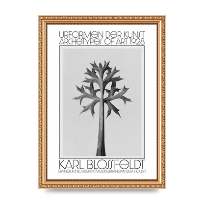 Karl Blossfeldt Urformen Der Kunst 1928 Eryngium Bourgatii Mediterranean Sea Holly Printed Poster - A4 framed