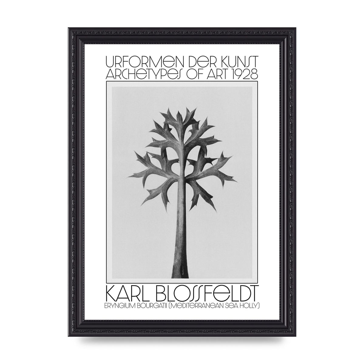 Karl Blossfeldt Urformen Der Kunst 1928 Eryngium Bourgatii Mediterranean Sea Holly Printed Poster - A4 framed