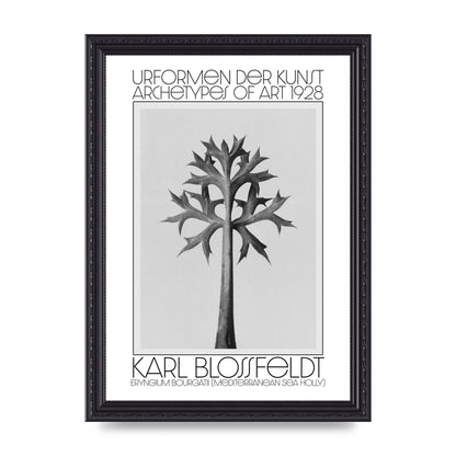 Karl Blossfeldt Urformen Der Kunst 1928 Eryngium Bourgatii Mediterranean Sea Holly Printed Poster - A4 framed