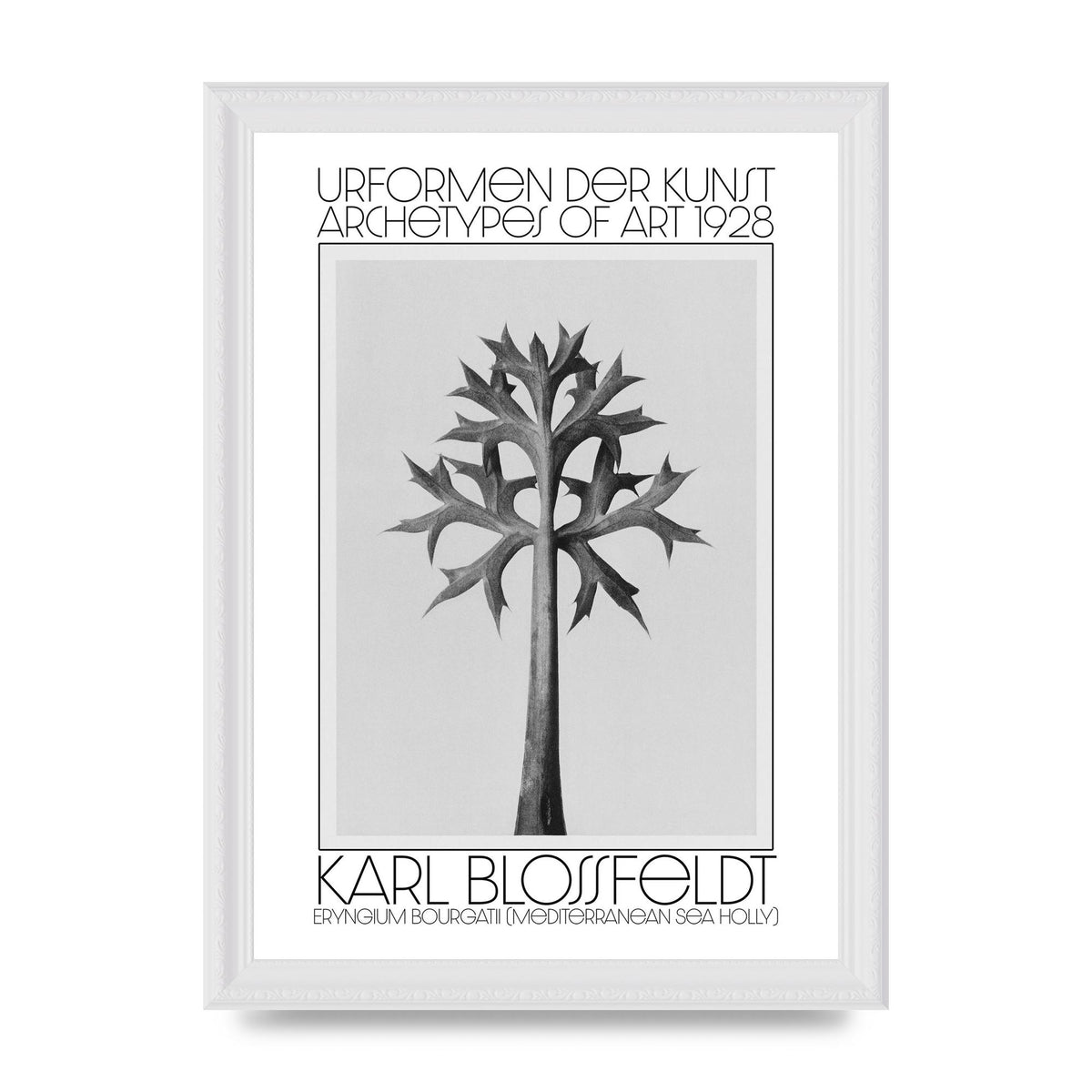 Karl Blossfeldt Urformen Der Kunst 1928 Eryngium Bourgatii Mediterranean Sea Holly Printed Poster - A4 framed