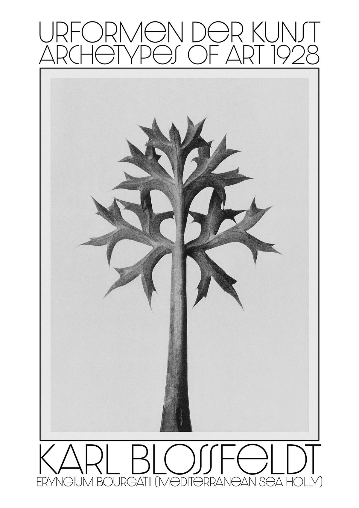 Karl Blossfeldt Urformen Der Kunst 1928 Eryngium Bourgatii Mediterranean Sea Holly Printed Poster - detail