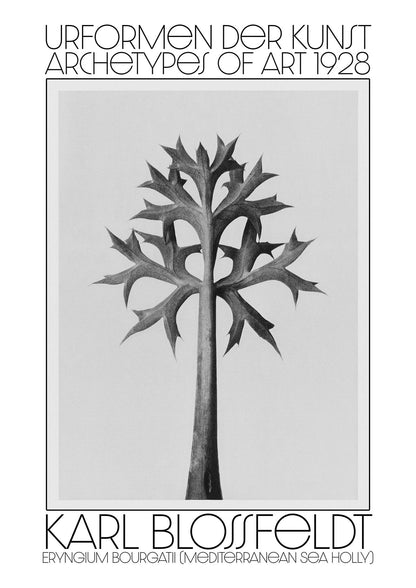Karl Blossfeldt Urformen Der Kunst 1928 Eryngium Bourgatii Mediterranean Sea Holly Printed Poster - detail