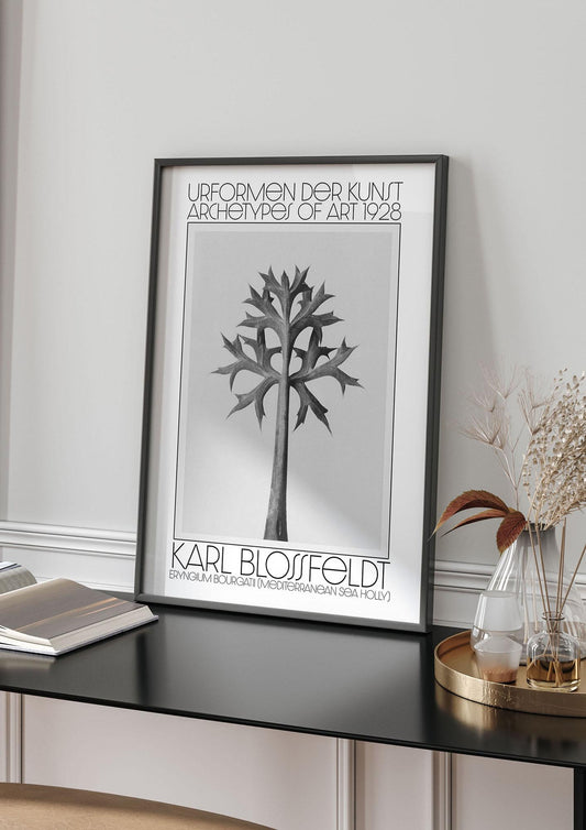 Karl Blossfeldt Urformen Der Kunst 1928 Eryngium Bourgatii Mediterranean Sea Holly Printed Poster - living room 4