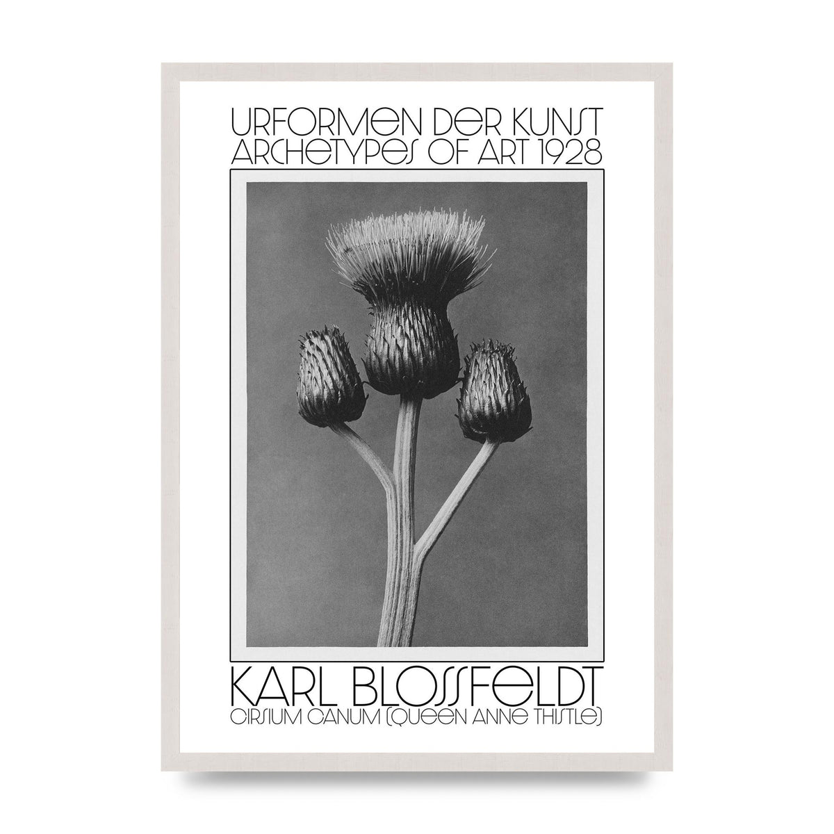 Karl Blossfeldt Urformen Der Kunst 1928 Cirsium Canum Queen Anne Thistle Wall Art - A2 framed
