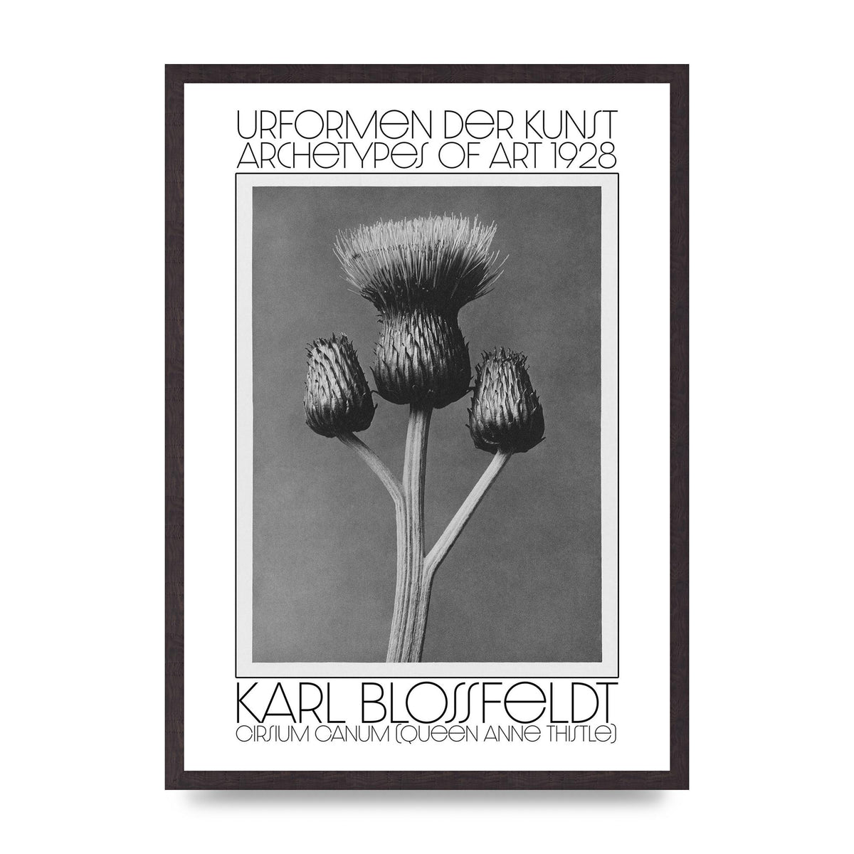 Karl Blossfeldt Urformen Der Kunst 1928 Cirsium Canum Queen Anne Thistle Wall Art - A2 framed