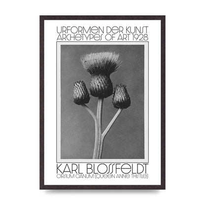 Karl Blossfeldt Urformen Der Kunst 1928 Cirsium Canum Queen Anne Thistle Wall Art - A2 framed