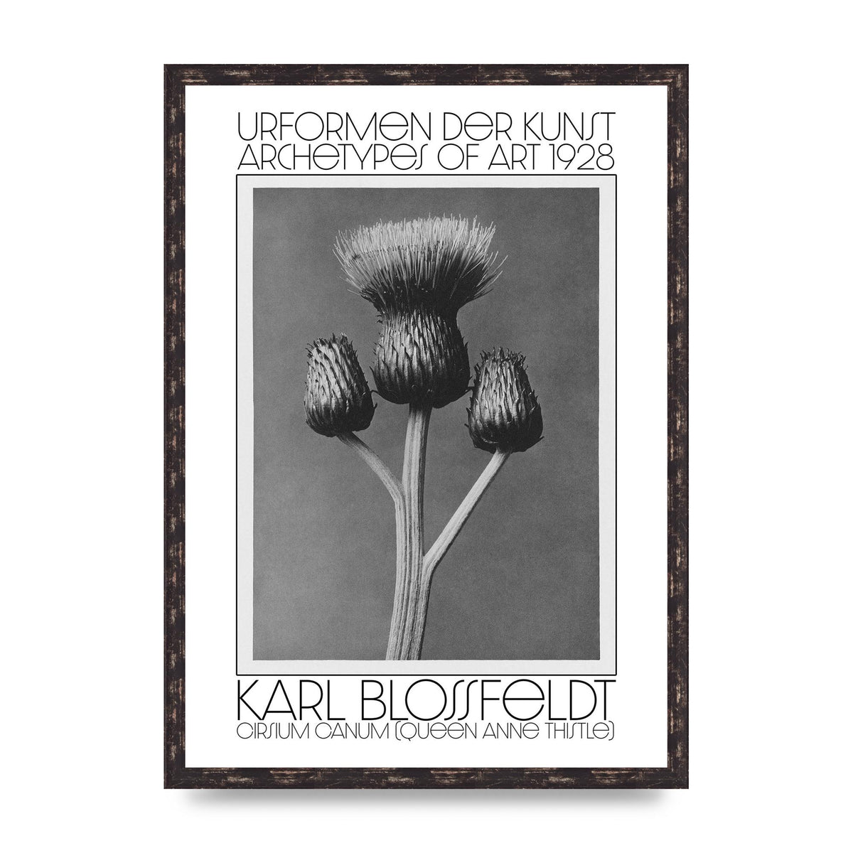 Karl Blossfeldt Urformen Der Kunst 1928 Cirsium Canum Queen Anne Thistle Wall Art - A2 framed