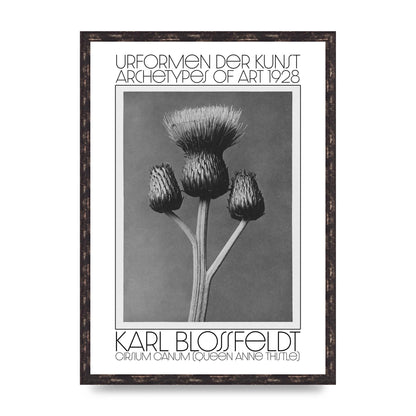 Karl Blossfeldt Urformen Der Kunst 1928 Cirsium Canum Queen Anne Thistle Wall Art - A2 framed