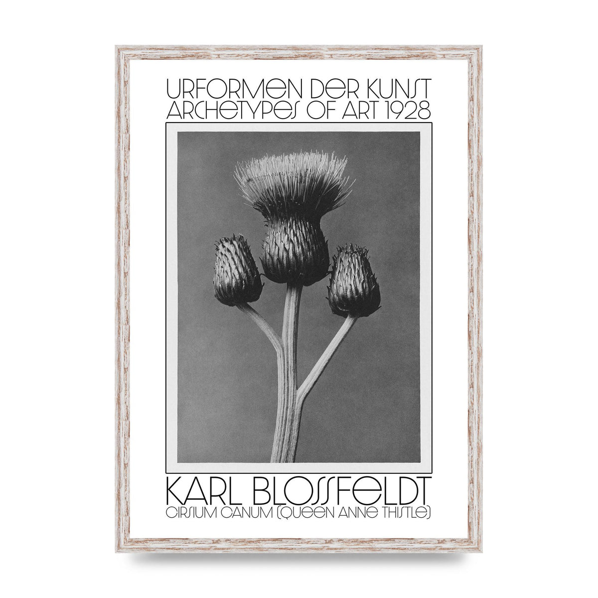 Karl Blossfeldt Urformen Der Kunst 1928 Cirsium Canum Queen Anne Thistle Wall Art - A2 framed