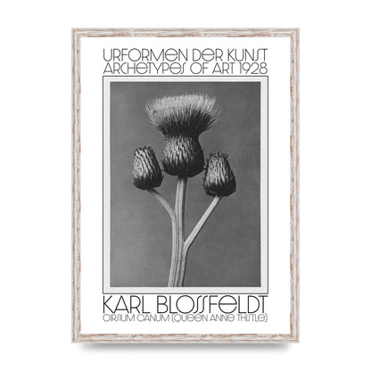 Karl Blossfeldt Urformen Der Kunst 1928 Cirsium Canum Queen Anne Thistle Wall Art - A2 framed