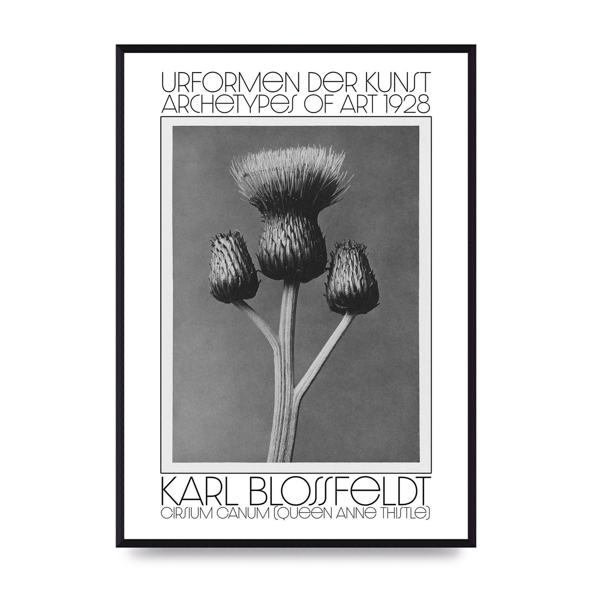 Karl Blossfeldt Urformen Der Kunst 1928 Cirsium Canum Queen Anne Thistle Wall Art - A2 framed