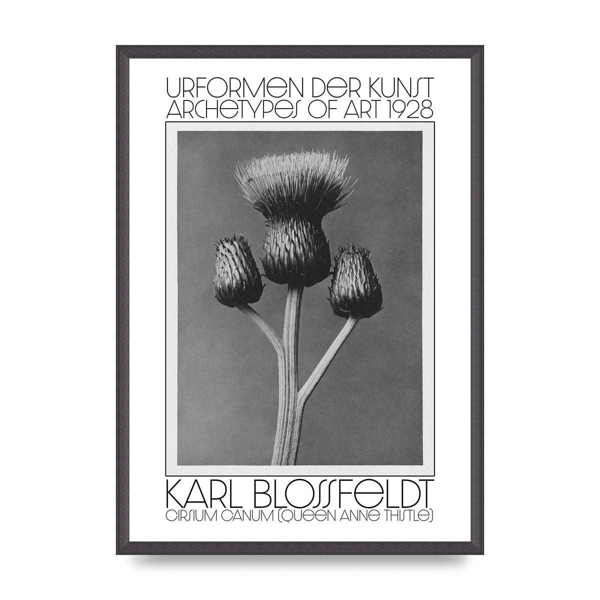 Karl Blossfeldt Urformen Der Kunst 1928 Cirsium Canum Queen Anne Thistle Wall Art - A2 framed