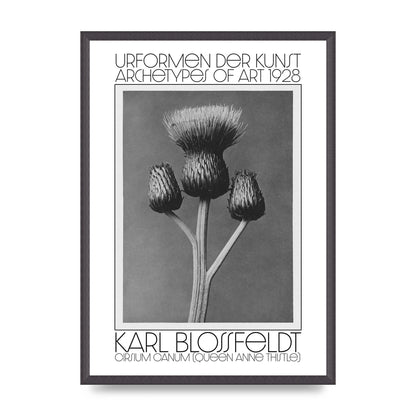 Karl Blossfeldt Urformen Der Kunst 1928 Cirsium Canum Queen Anne Thistle Wall Art - A2 framed