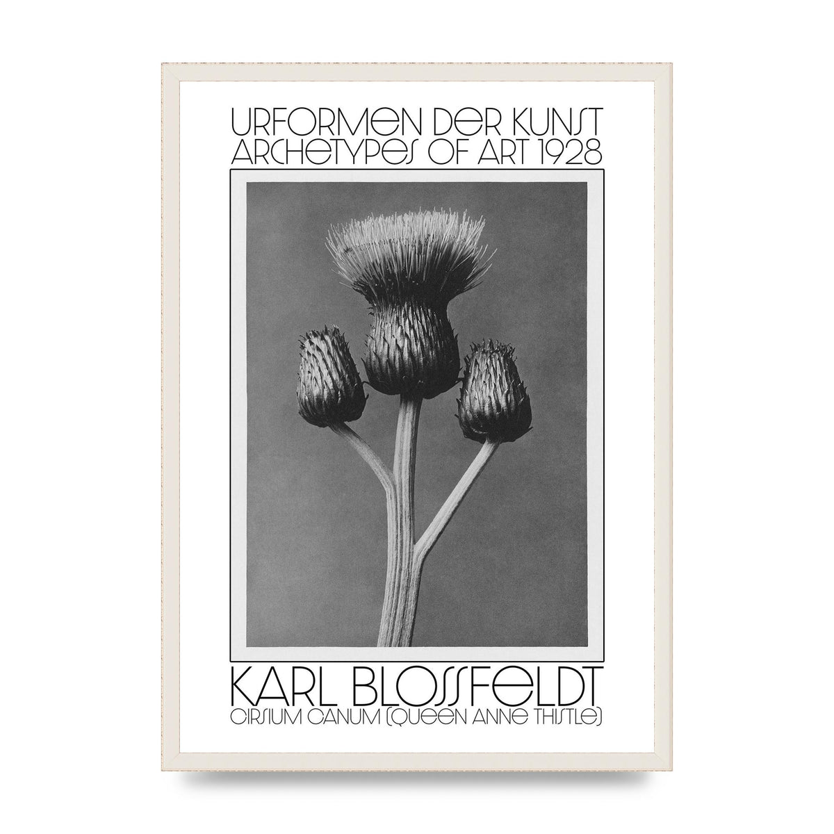 Karl Blossfeldt Urformen Der Kunst 1928 Cirsium Canum Queen Anne Thistle Wall Art - A2 framed