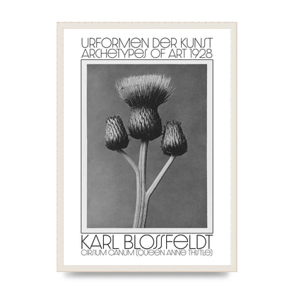 Karl Blossfeldt Urformen Der Kunst 1928 Cirsium Canum Queen Anne Thistle Wall Art - A2 framed