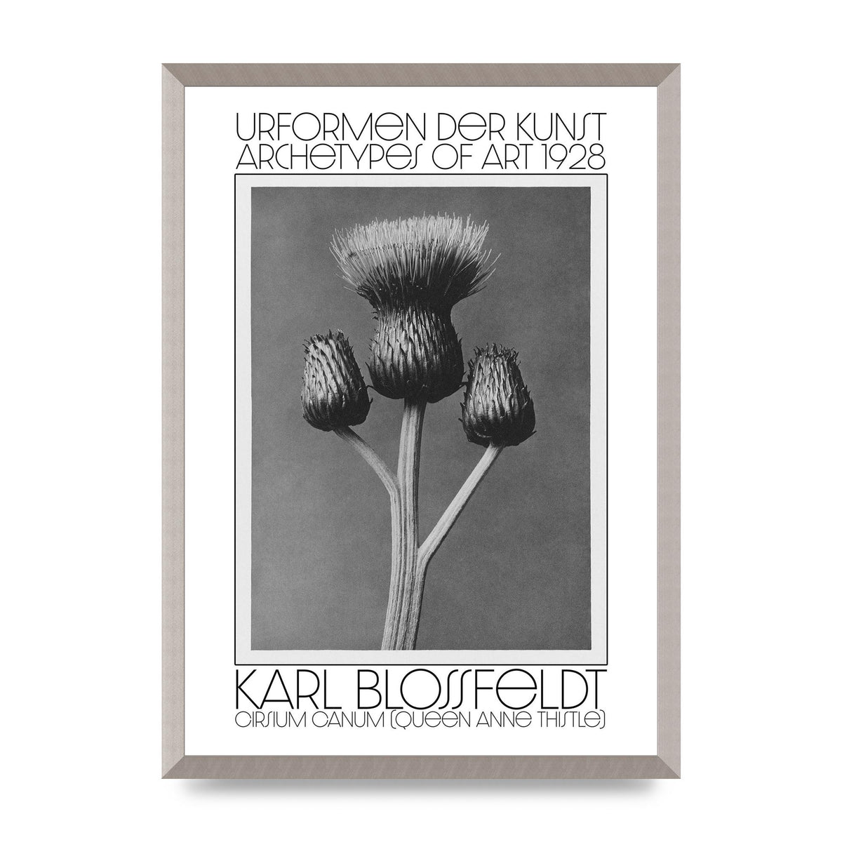 Karl Blossfeldt Urformen Der Kunst 1928 Cirsium Canum Queen Anne Thistle Wall Art - A2 framed