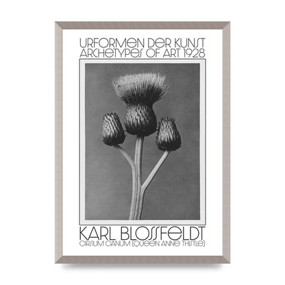 Karl Blossfeldt Urformen Der Kunst 1928 Cirsium Canum Queen Anne Thistle Wall Art - A2 framed
