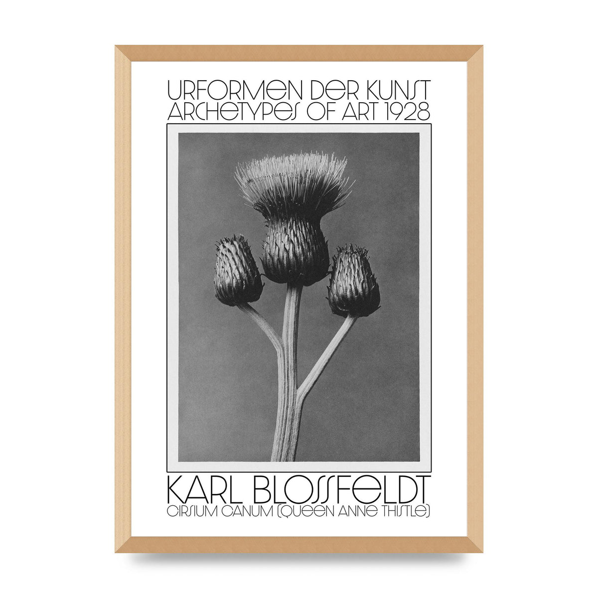 Karl Blossfeldt Urformen Der Kunst 1928 Cirsium Canum Queen Anne Thistle Wall Art - A2 framed