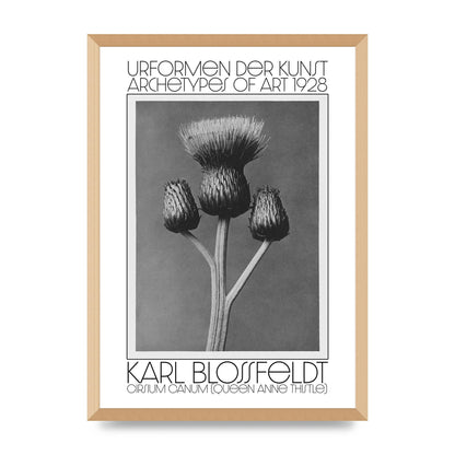 Karl Blossfeldt Urformen Der Kunst 1928 Cirsium Canum Queen Anne Thistle Wall Art - A2 framed