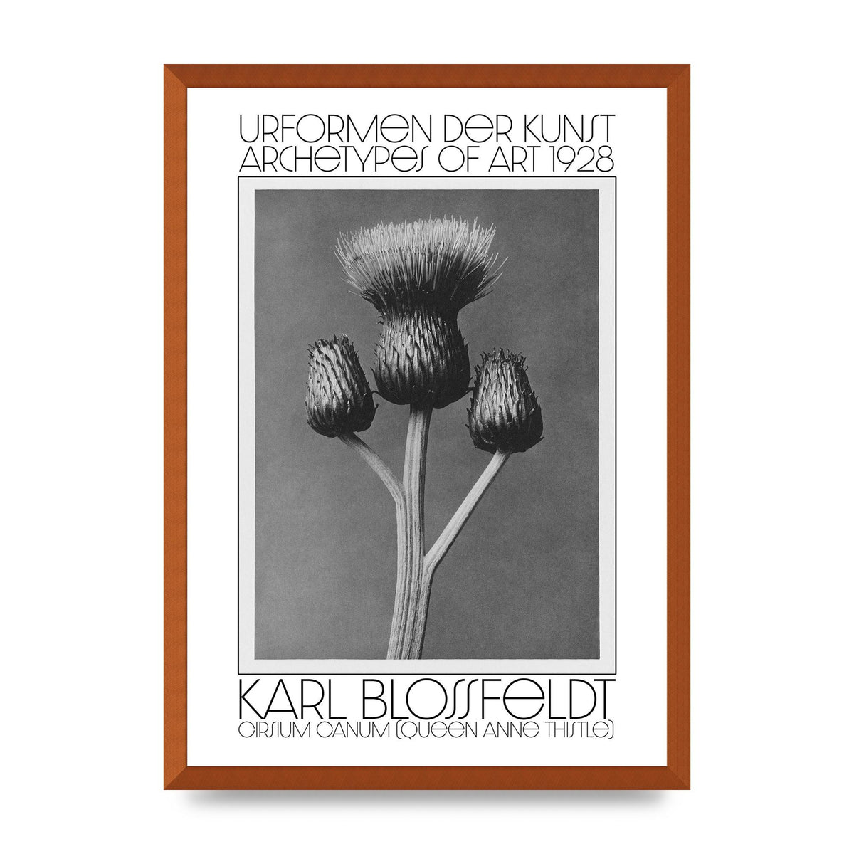 Karl Blossfeldt Urformen Der Kunst 1928 Cirsium Canum Queen Anne Thistle Wall Art - A2 framed