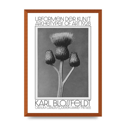 Karl Blossfeldt Urformen Der Kunst 1928 Cirsium Canum Queen Anne Thistle Wall Art - A2 framed
