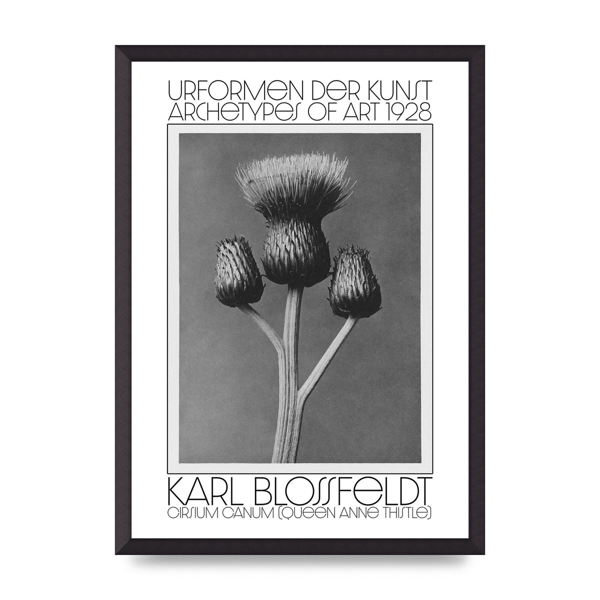 Karl Blossfeldt Urformen Der Kunst 1928 Cirsium Canum Queen Anne Thistle Wall Art - A2 framed