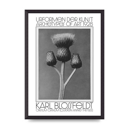 Karl Blossfeldt Urformen Der Kunst 1928 Cirsium Canum Queen Anne Thistle Wall Art - A2 framed