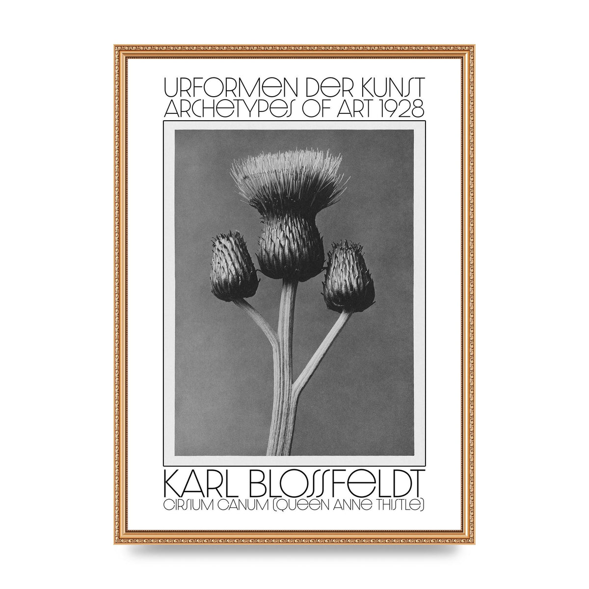 Karl Blossfeldt Urformen Der Kunst 1928 Cirsium Canum Queen Anne Thistle Wall Art - A2 framed