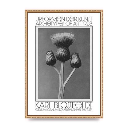 Karl Blossfeldt Urformen Der Kunst 1928 Cirsium Canum Queen Anne Thistle Wall Art - A2 framed