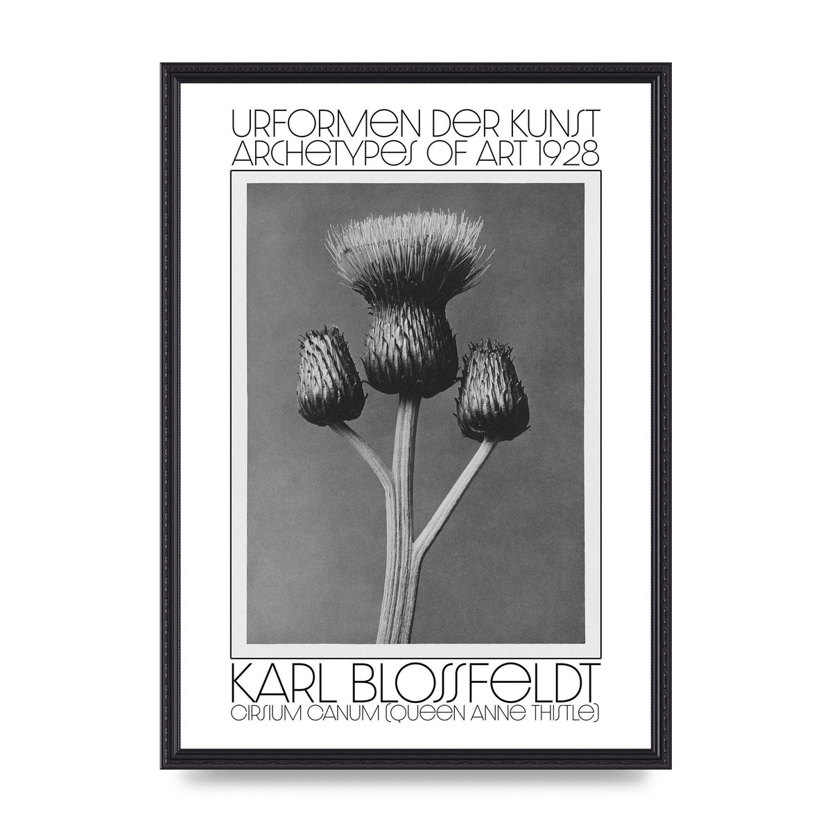 Karl Blossfeldt Urformen Der Kunst 1928 Cirsium Canum Queen Anne Thistle Wall Art - A2 framed