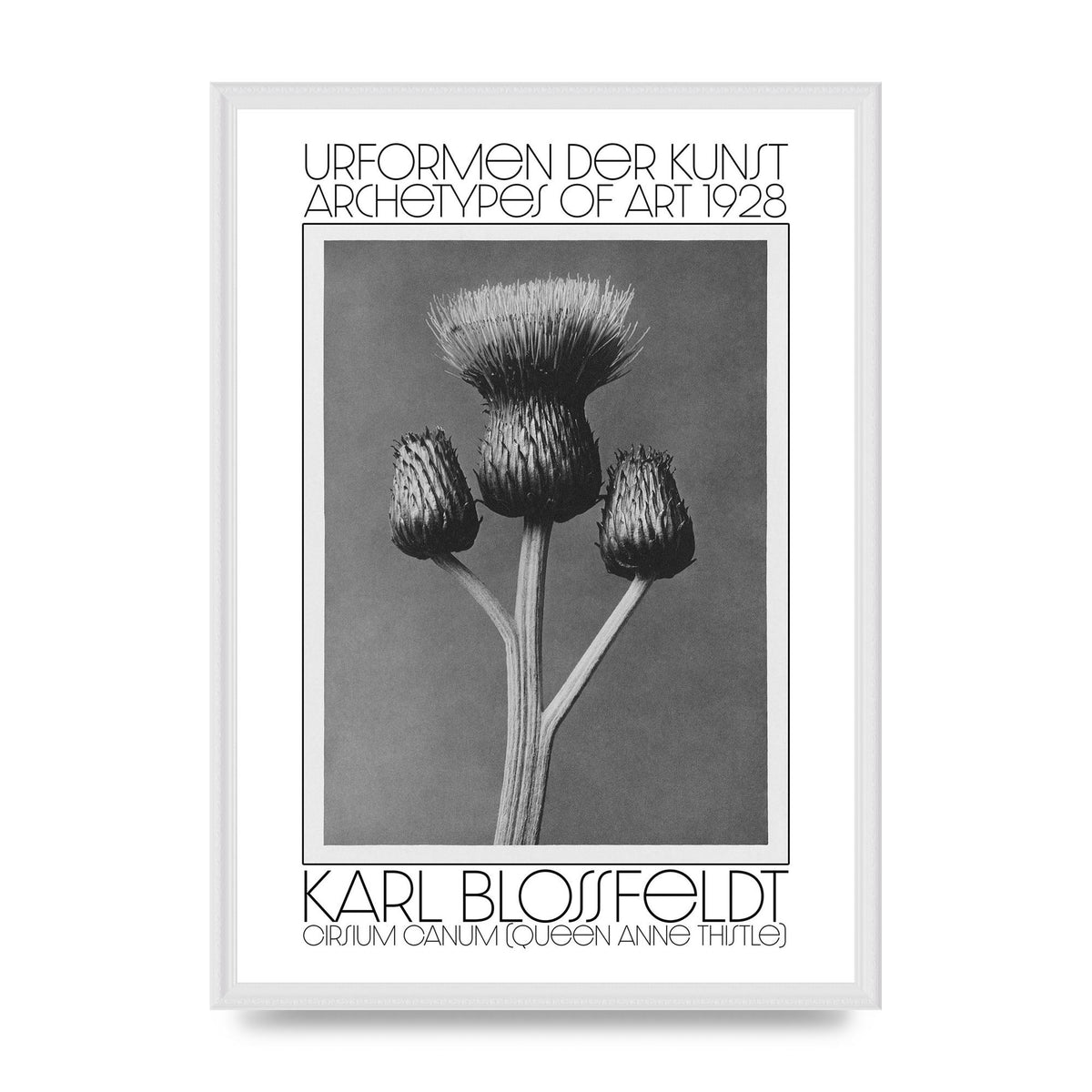 Karl Blossfeldt Urformen Der Kunst 1928 Cirsium Canum Queen Anne Thistle Wall Art - A2 framed