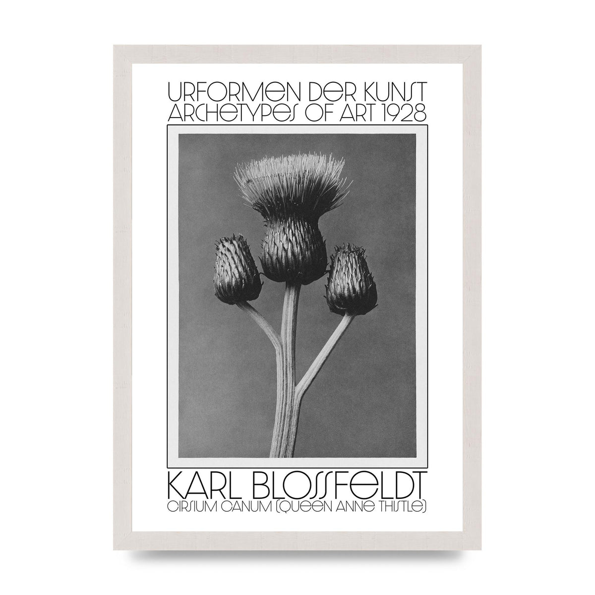 Karl Blossfeldt Urformen Der Kunst 1928 Cirsium Canum Queen Anne Thistle Wall Art - A3 framed