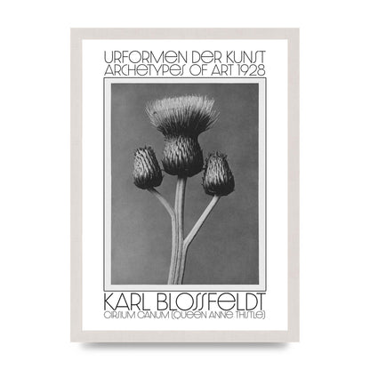 Karl Blossfeldt Urformen Der Kunst 1928 Cirsium Canum Queen Anne Thistle Wall Art - A3 framed