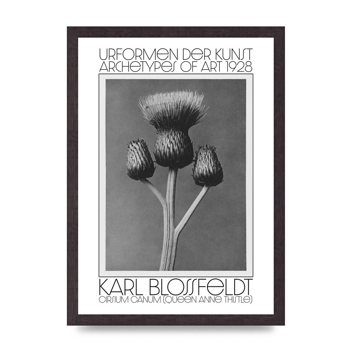 Karl Blossfeldt Urformen Der Kunst 1928 Cirsium Canum Queen Anne Thistle Wall Art - A3 framed