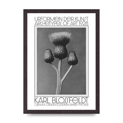 Karl Blossfeldt Urformen Der Kunst 1928 Cirsium Canum Queen Anne Thistle Wall Art - A3 framed