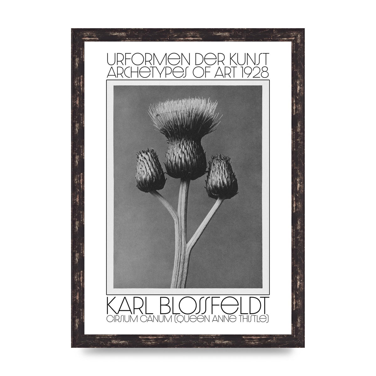 Karl Blossfeldt Urformen Der Kunst 1928 Cirsium Canum Queen Anne Thistle Wall Art - A3 framed
