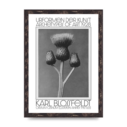 Karl Blossfeldt Urformen Der Kunst 1928 Cirsium Canum Queen Anne Thistle Wall Art - A3 framed