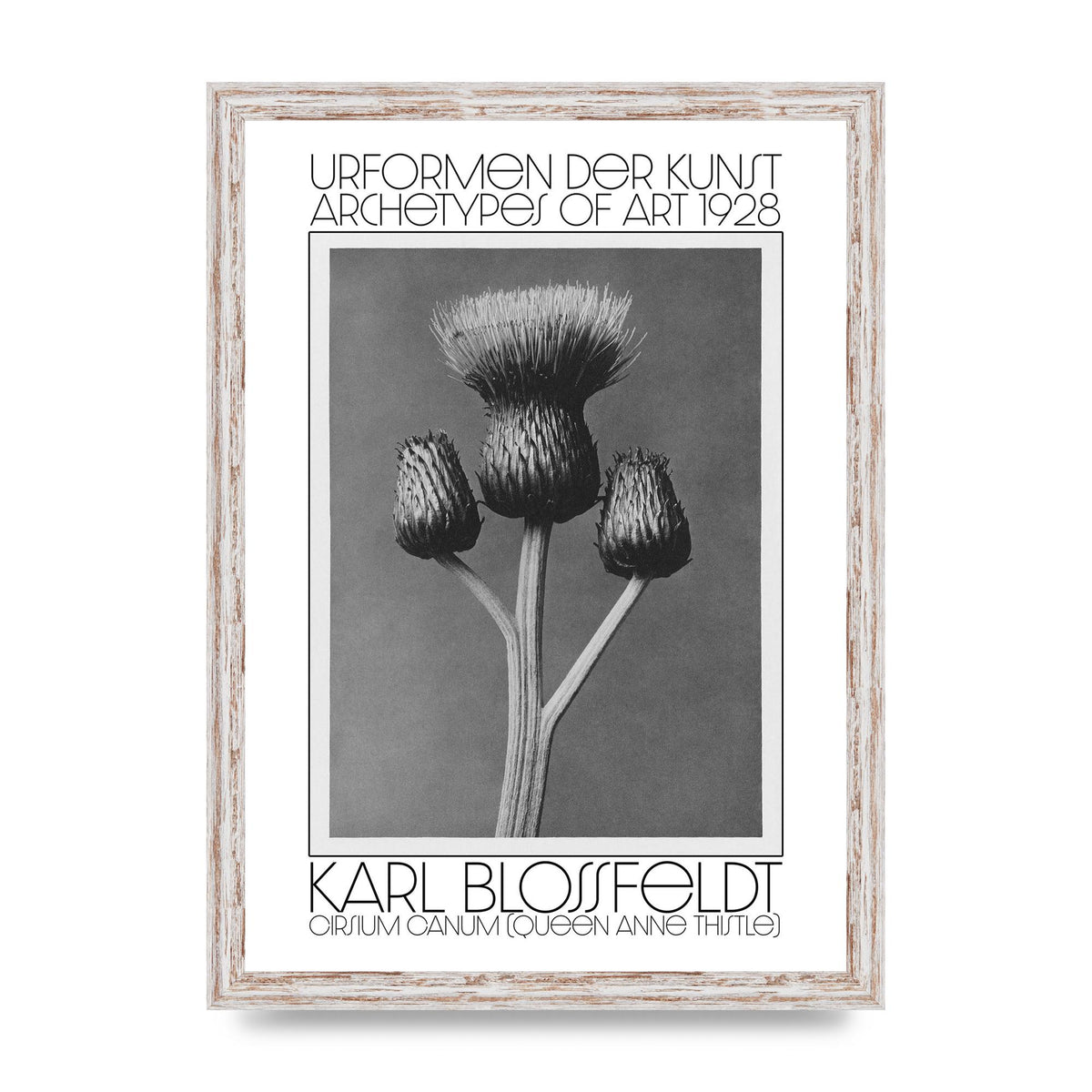 Karl Blossfeldt Urformen Der Kunst 1928 Cirsium Canum Queen Anne Thistle Wall Art - A3 framed