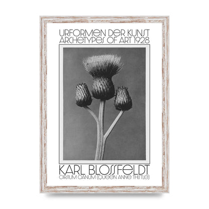 Karl Blossfeldt Urformen Der Kunst 1928 Cirsium Canum Queen Anne Thistle Wall Art - A3 framed