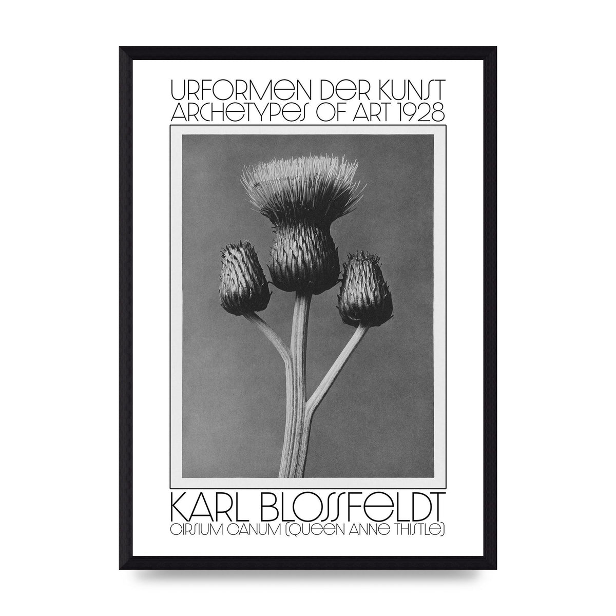Karl Blossfeldt Urformen Der Kunst 1928 Cirsium Canum Queen Anne Thistle Wall Art - A3 framed