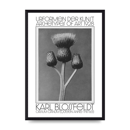 Karl Blossfeldt Urformen Der Kunst 1928 Cirsium Canum Queen Anne Thistle Wall Art - A3 framed