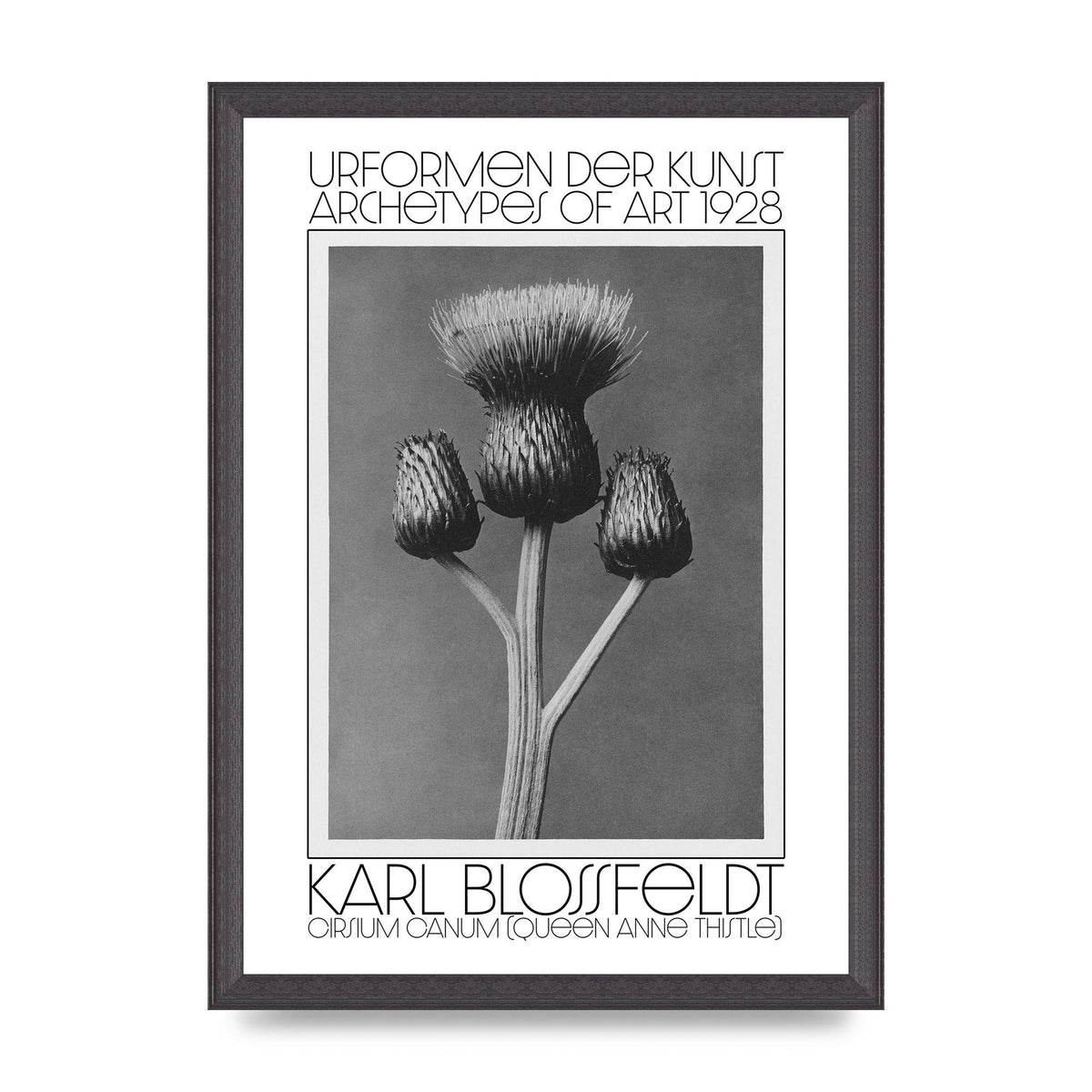 Karl Blossfeldt Urformen Der Kunst 1928 Cirsium Canum Queen Anne Thistle Wall Art - A3 framed