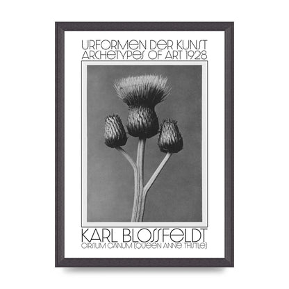 Karl Blossfeldt Urformen Der Kunst 1928 Cirsium Canum Queen Anne Thistle Wall Art - A3 framed
