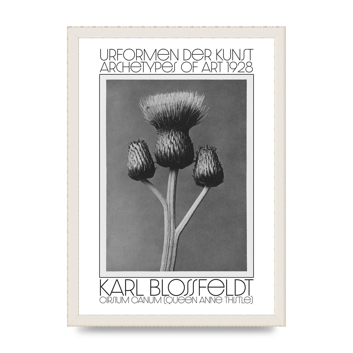 Karl Blossfeldt Urformen Der Kunst 1928 Cirsium Canum Queen Anne Thistle Wall Art - A3 framed