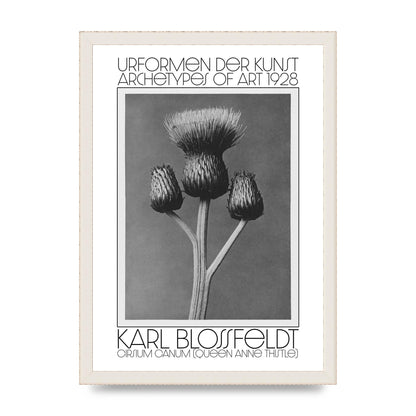 Karl Blossfeldt Urformen Der Kunst 1928 Cirsium Canum Queen Anne Thistle Wall Art - A3 framed